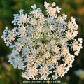 Queen Anne’s Lace – 100 Seeds